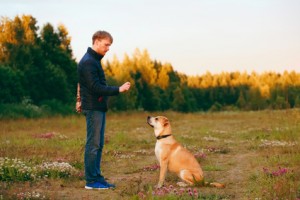 Appointment Apps For Dog Trining