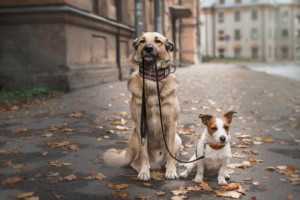 Appointment Apps For Dog Walkers